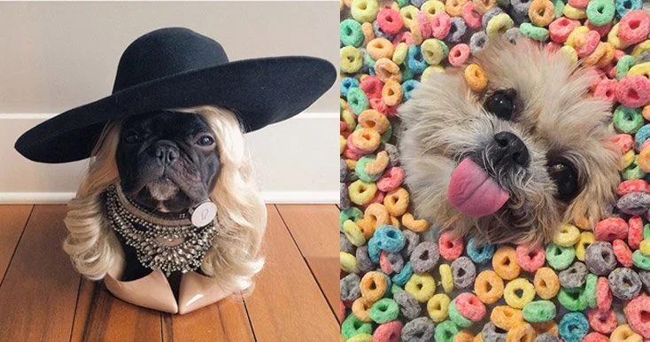 Cachorros fofos e famosíssimos que você tem que conhecer!