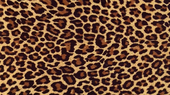 Saiba qual é o biquini favorito das famosas nesse verão!