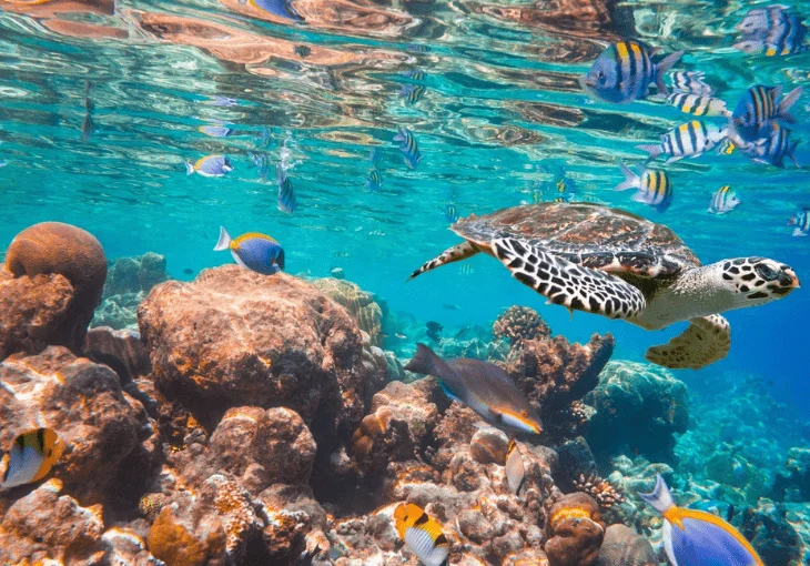 Dia do Oceano: Pequenas ações para fazer a diferença