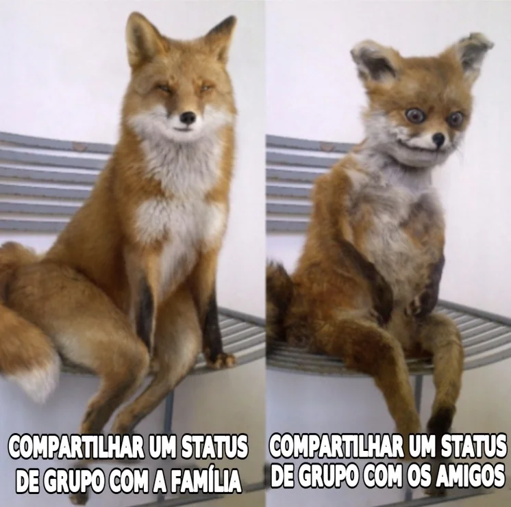 Meme da raposa: compartilhar status de grupo no WhatsApp com a fam&iacute;lia e com os amigos